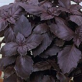 Nasko, Україна. Фіолетовий базилік Етруск. Професійне насіння .