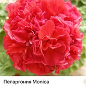 Пеларгонія Леді Вінтер та Моніка Клаубер