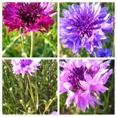 Насіння Волошки (суміш)