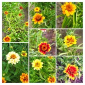 Насіння цинії