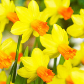 10+ шт - лот! Нарцисс. Нарцис. Цибулини нарцису. Луковицы нарцисса. Багаторічні квіти,