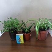 Три растения одним лотом