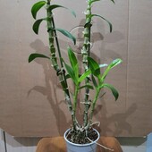 Орхидея дендробиум Нобиле. Цвет сюрприз.