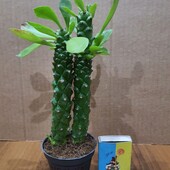 Монадениум Гюнтера (Monadenium Guentheri)