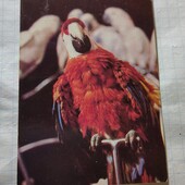 Календарик СРСР 1984