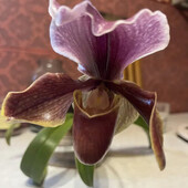 Екзотика! Роскошная оридея Пафиопедилум , маточник, цветет