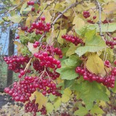 Калина красная-царица ягода.