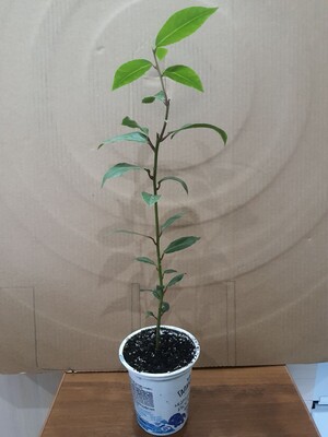 Фото №1 class=