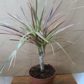 Редкая Dracaena marginata 'Colorama',