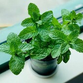 М'ята перцева в горщику.