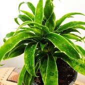 Юкка домашня