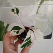 Калатея вайт фюжн