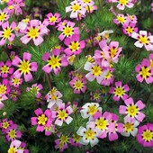 Лептосифон, смесь, семена . Цветет всё лето!!!