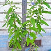 каріоптеріс Kew Blue, 1,5 річн., висота 45+ см, вже квітував