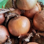 Цибуля ріпчаста лук - лот 4 кг