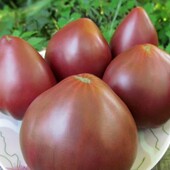 Томат Гном Пурпурове Серце, 20 насінин