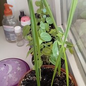 Финиковая пальма, росток