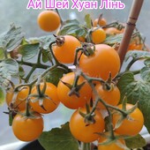 Мікро Карлик Ай Шен Хуан Лінь ( кімнатний)