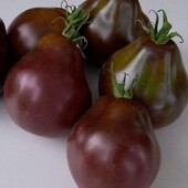 Томат Трюфель чорний