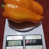 фото Свои перец сладкий " Гладиатор" 20 семян