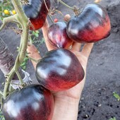 Неймовірний томат Сержант Пеппер, колекційний, 15 насінин