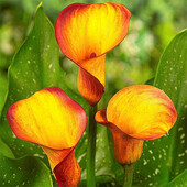 Калла Сun клубень 14/16