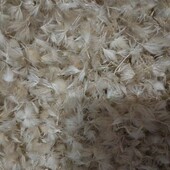 Насіння сухоцвіту лагурусу