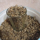 Календула (нагідки)