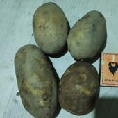 Домашня картопля в лоті 10 кг