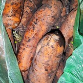 Морква домашня лот 5 кг