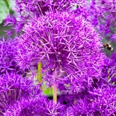 Аліум Purple Rain