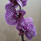 Орхидея фаленопсис.