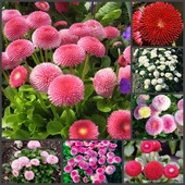 Маргаритка багаторічна помпонна суміш 50 + насінин