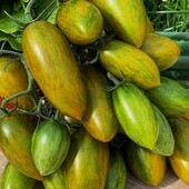 Томат Зелений тигр, 15 насінин