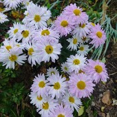 Хризантема ромашкоподібна.