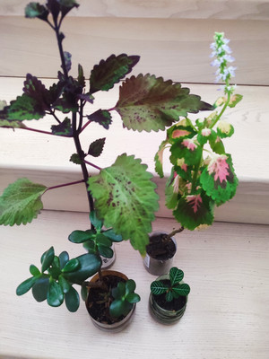 Фото №1 class=