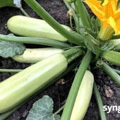 Кабачок Корделія F1.