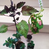 Колеуси та інші набором