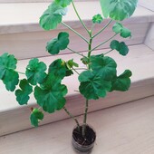 Пеларгонія рожева махрова