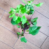 Колеуси набоом