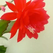 Епіфілум червоний 2