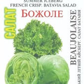 Салат айсберг Божоле. 500 шт! Термостійкий.Солодкий навіть у середині літа.