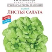Базилік Листя салату. Найбільші листки з усіх видів базиліку.
