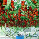 Томат Цифомандра ( томатное дерево). До 30 кг с куста!!!