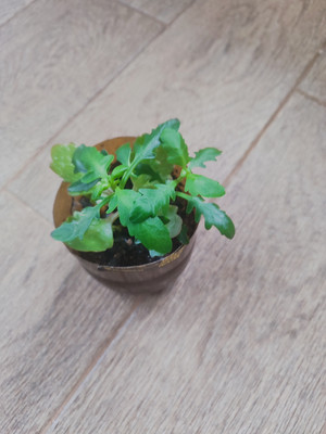 Фото №1 class=