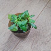 Каланхое помаранчевий