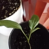 Спатифиллум, спатифиллюм, женское счастье, цветок