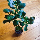 Каланхое колір невідомо