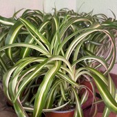 Хлорофітум Бонні (Chlor Bonnie)