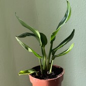 Стреліція Регіна, королівська, Strelitzia reginae